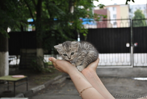 котята от кошки скоттиш-страйт отдам в хорошие руки - Изображение #7, Объявление #1477824