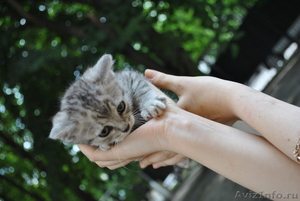 котята от кошки скоттиш-страйт отдам в хорошие руки - Изображение #8, Объявление #1477824