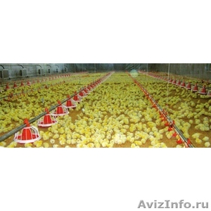 Оборудование для содержания птицы (Украина) - Изображение #1, Объявление #1488330