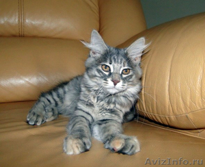 Продам котенка Курильский бобтейл - Изображение #1, Объявление #1623081