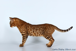 Бенгальский мини леопард, котята, вязки - Изображение #5, Объявление #322492